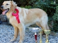trofeje-2015web