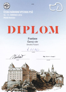 diplom-web